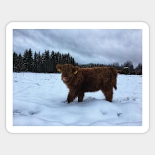 Scottish Highland Cattle Calf 1601 Sticker